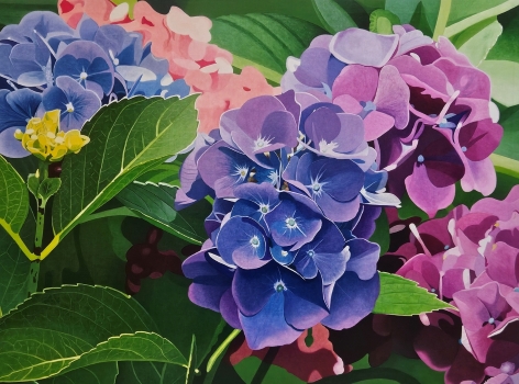 Hortensias 2